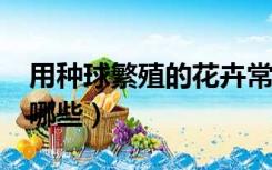 用种球繁殖的花卉常见有哪些?（种球花卉有哪些）