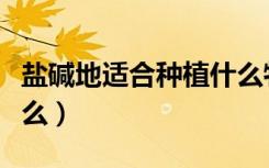 盐碱地适合种植什么牧草（盐碱地适合种植什么）
