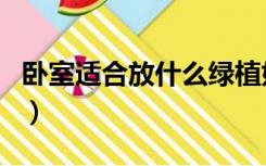 卧室适合放什么绿植好（哪些绿植适合放卧室）