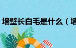 墙壁长白毛是什么（墙壁长白毛是怎么回事）