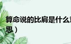 算命说的比肩是什么意思（比肩相亲是什么意思）