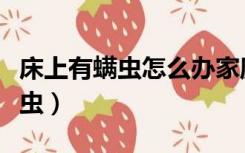 床上有螨虫怎么办家庭如何除螨虫（如何除螨虫）