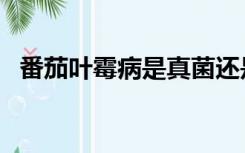 番茄叶霉病是真菌还是细菌（番茄叶霉病）