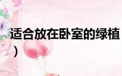 适合放在卧室的绿植（哪些绿植适合放在卧室）