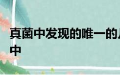 真菌中发现的唯一的几丁质物质存在于细胞壁中