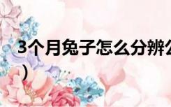 3个月兔子怎么分辨公母（兔子怎么分辨公母）