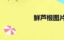 鲜芦根图片（鲜芦根）