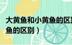 大黄鱼和小黄鱼的区别在哪里（大黄鱼和小黄鱼的区别）