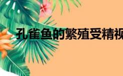孔雀鱼的繁殖受精视频（孔雀鱼的繁殖）
