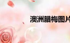 澳洲腊梅图片（澳洲腊梅）