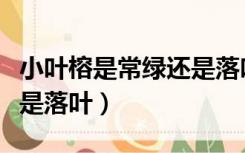 小叶榕是常绿还是落叶乔木（小叶榕是常绿还是落叶）