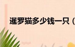 暹罗猫多少钱一只（布偶猫多少钱一只）