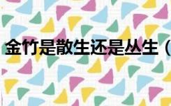 金竹是散生还是丛生（刚竹是散生还是丛生）