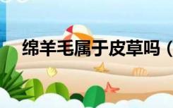 绵羊毛属于皮草吗（羊羔毛属于皮草吗）