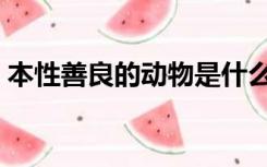 本性善良的动物是什么动物（性本善的动物）