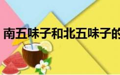 南五味子和北五味子的功效区别（南五味子）