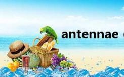 antennae（antenna）