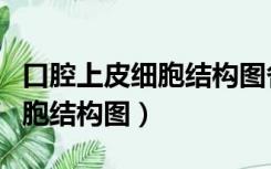 口腔上皮细胞结构图各部分名称（口腔上皮细胞结构图）