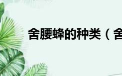 舍腰蜂的种类（舍腰蜂是什么东西）