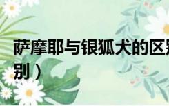 萨摩耶与银狐犬的区别（银狐犬和萨摩耶的区别）