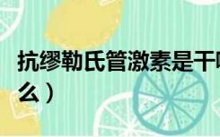 抗缪勒氏管激素是干嘛的（抗缪勒管激素是什么）