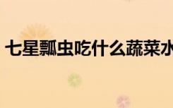 七星瓢虫吃什么蔬菜水果（七星瓢虫吃什么）