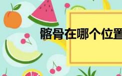 髂骨在哪个位置示意图（髂骨）