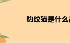 豹纹猫是什么品种（豹纹猫）