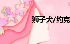 狮子犬/约克犬（狮子犬）