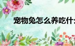 宠物兔怎么养吃什么（宠物兔怎么养）