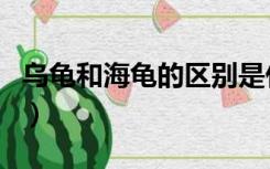 乌龟和海龟的区别是什么（乌龟和海龟的区别）