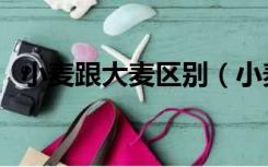 小麦跟大麦区别（小麦和大麦有什么区别）