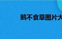 鹅不食草图片大全（鹅不吃草）