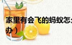 家里有会飞的蚂蚁怎么办（家里有飞蚂蚁怎么办）