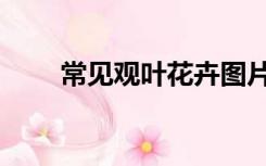常见观叶花卉图片（常见观叶花卉）