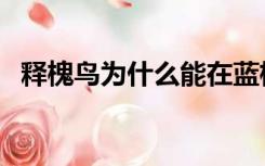 释槐鸟为什么能在蓝桉树上栖息（释槐鸟）