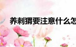 养刺猬要注意什么怎么养（怎样养刺猬）