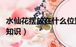 水仙花摆放在什么位置最好（水仙花风水摆放知识）