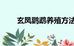 玄凤鹦鹉养殖方法（鹦鹉养殖方法）