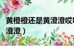 黄橙橙还是黄澄澄哎呀说错了（黄橙橙还是黄澄澄）