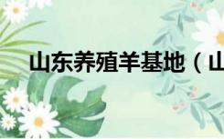 山东养殖羊基地（山东最大的养羊基地）