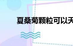 夏桑菊颗粒可以天天喝吗（夏桑菊）