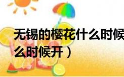 无锡的樱花什么时候开2022（无锡的樱花什么时候开）