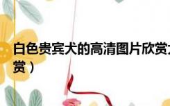 白色贵宾犬的高清图片欣赏大全（白色贵宾犬的高清图片欣赏）