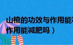 山楂的功效与作用能减肥吗女（山楂的功效与作用能减肥吗）