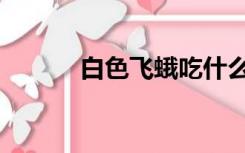 白色飞蛾吃什么（飞蛾吃什么）