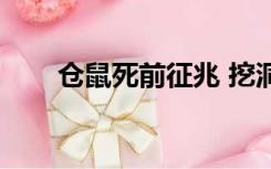 仓鼠死前征兆 挖洞（仓鼠死前征兆）