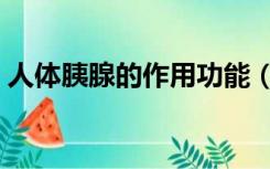 人体胰腺的作用功能（人体胰的作用和位置）