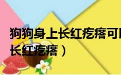 狗狗身上长红疙瘩可以用皮炎平吗（狗狗身上长红疙瘩）
