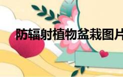 防辐射植物盆栽图片（防辐射植物盆栽）